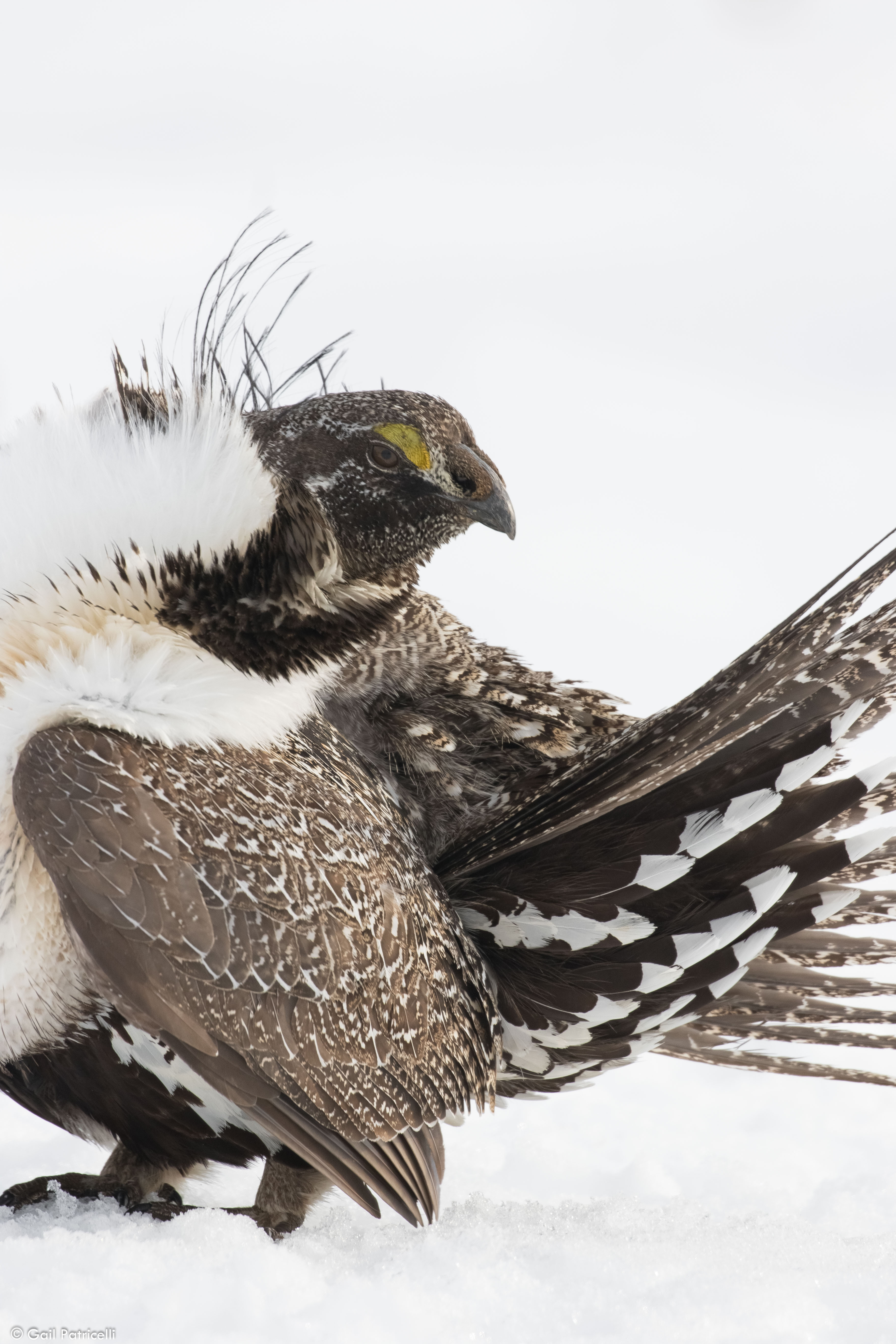 Preening male, Chugwater lek 2017