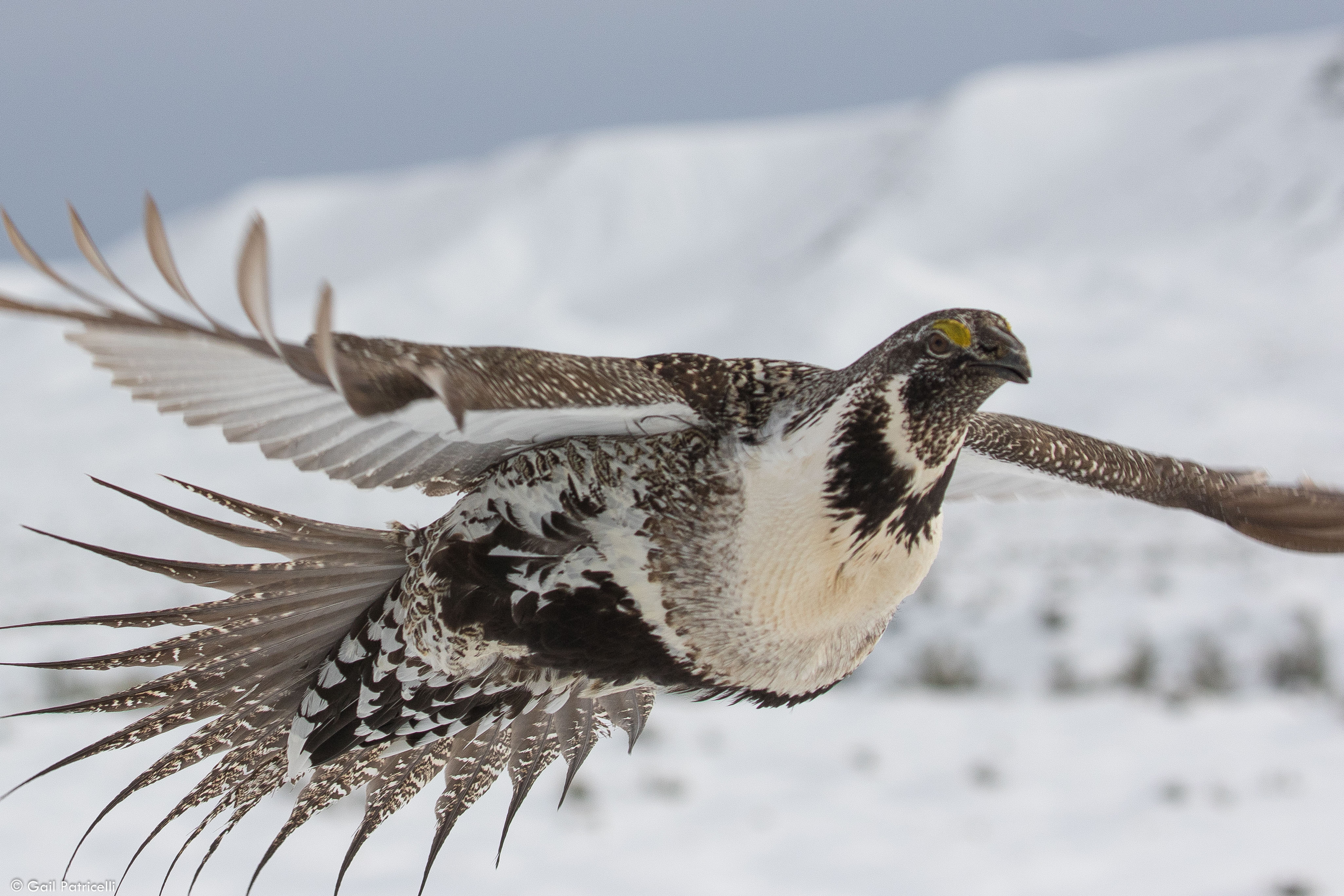 Male leaving Chugwater lek 2017