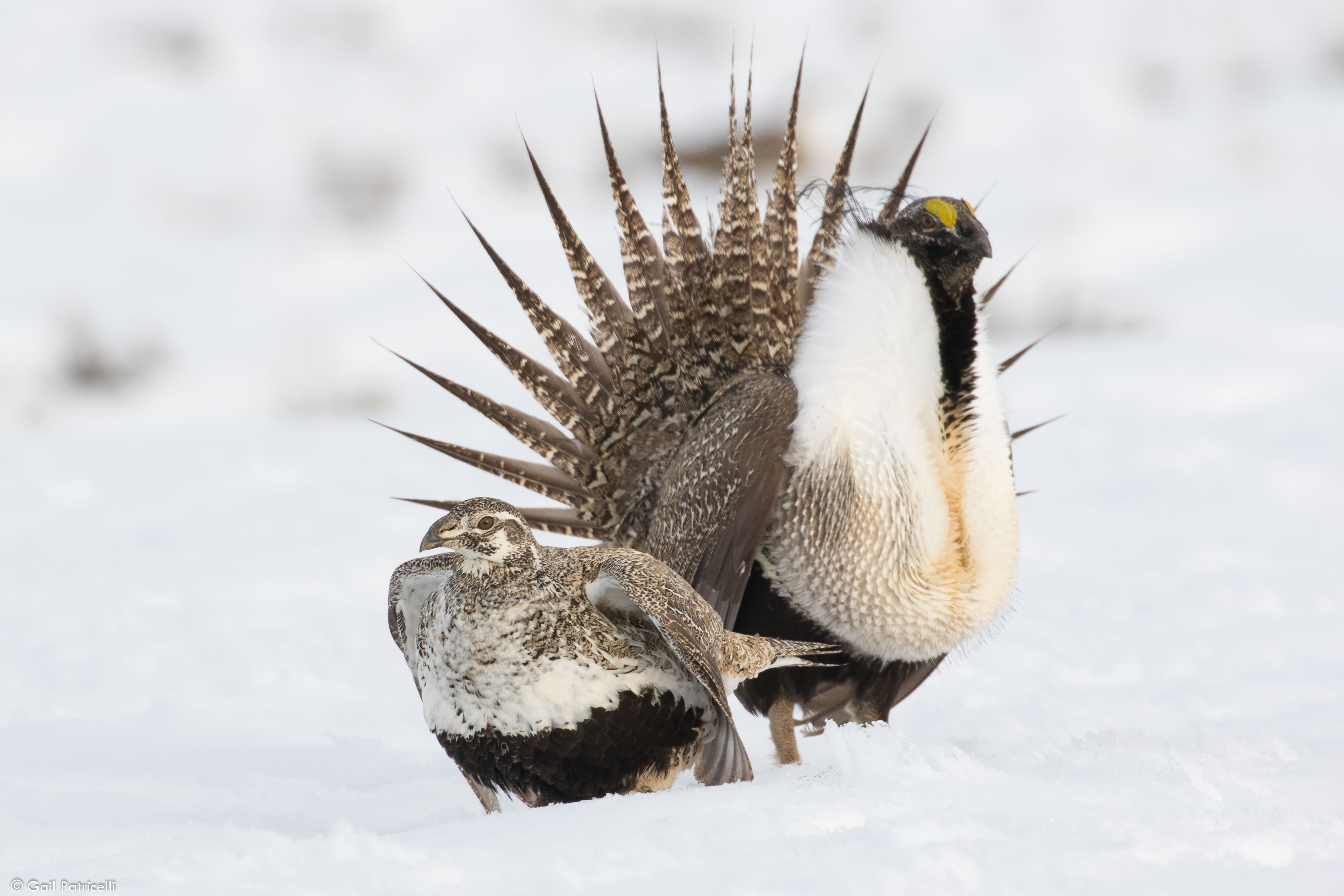 Female soliciting a mating, Chugwater lek 2017