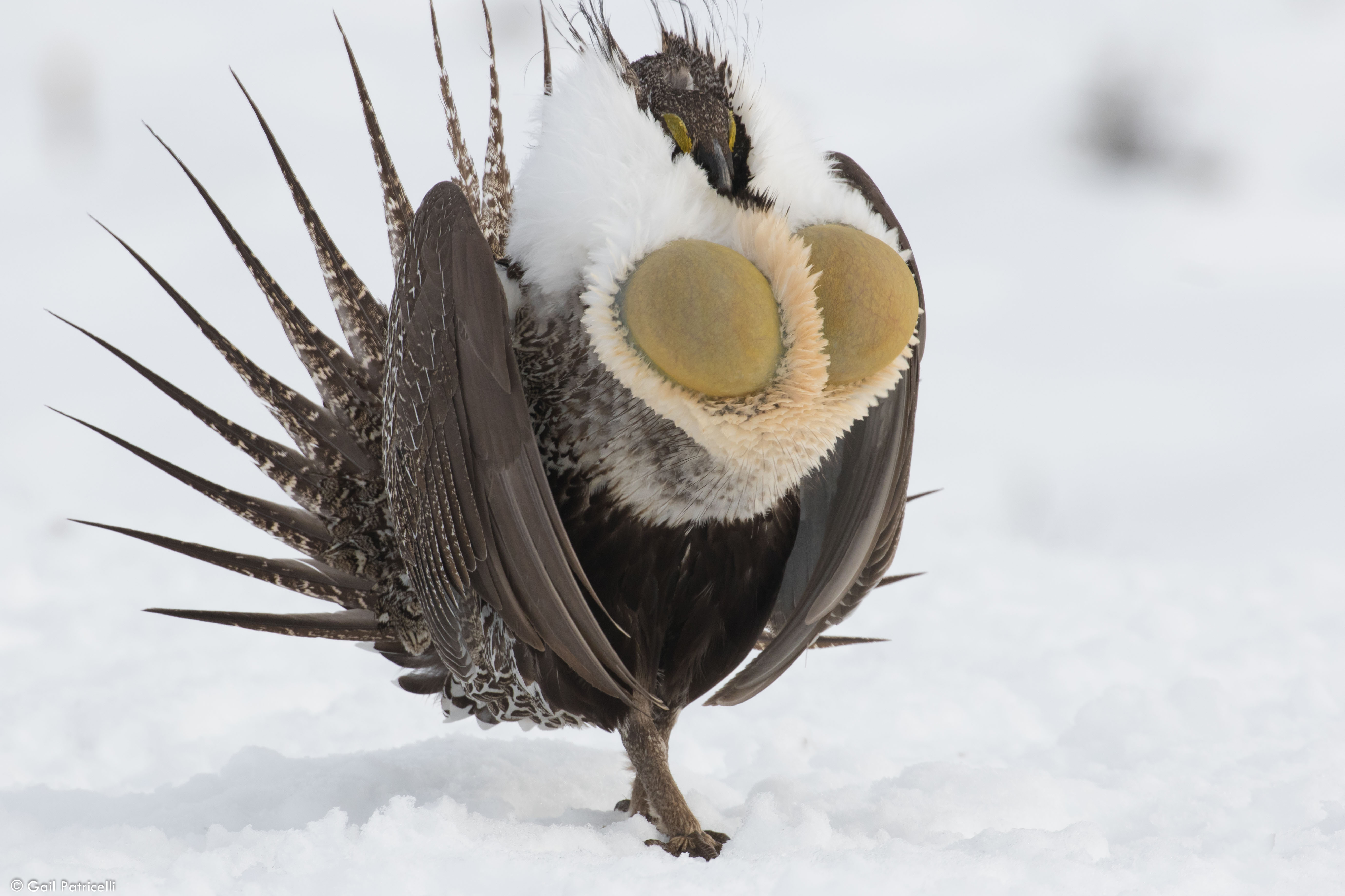 Displaying male, Chugwater lek 2017