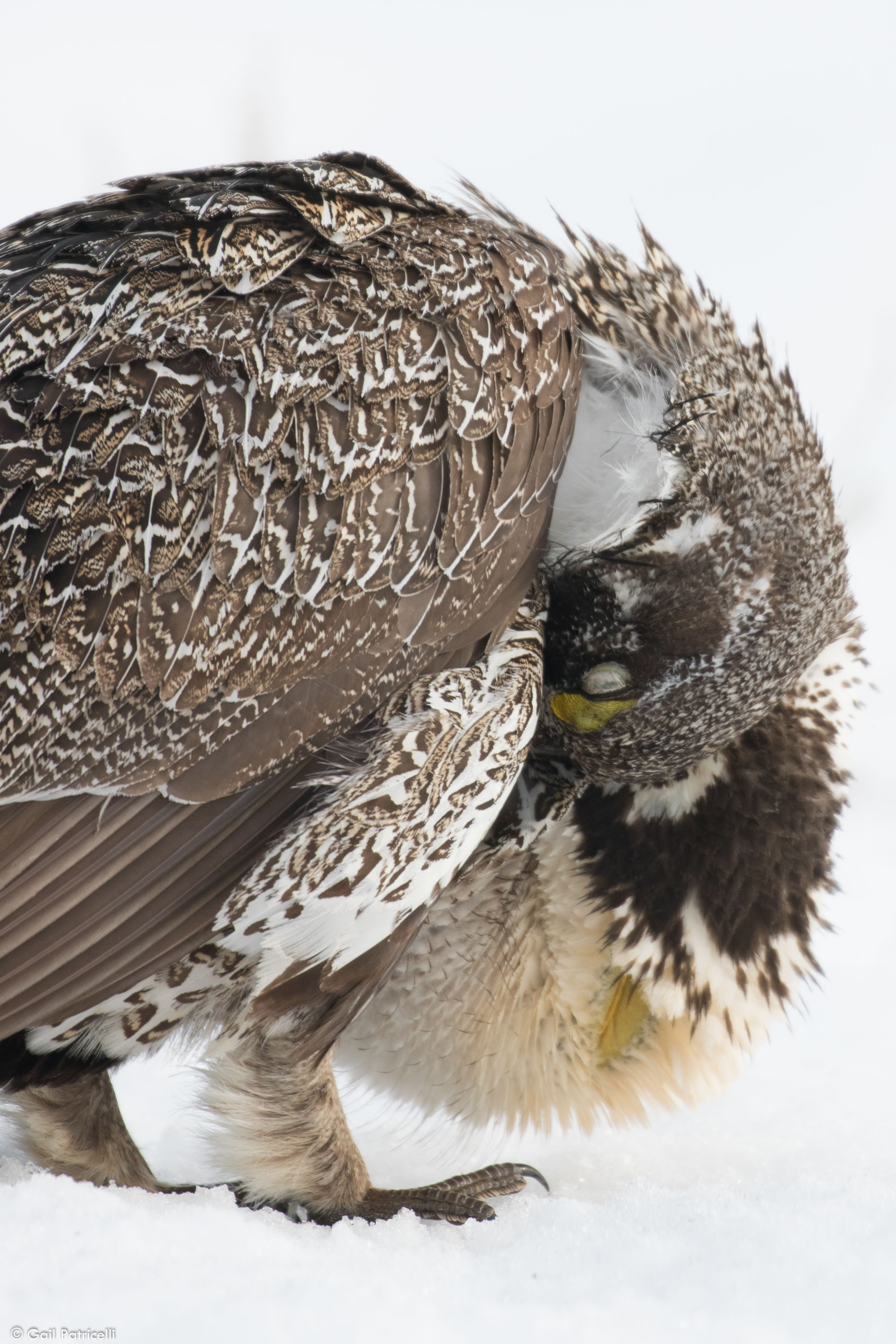 Male preening on Chugwater lek, 2017