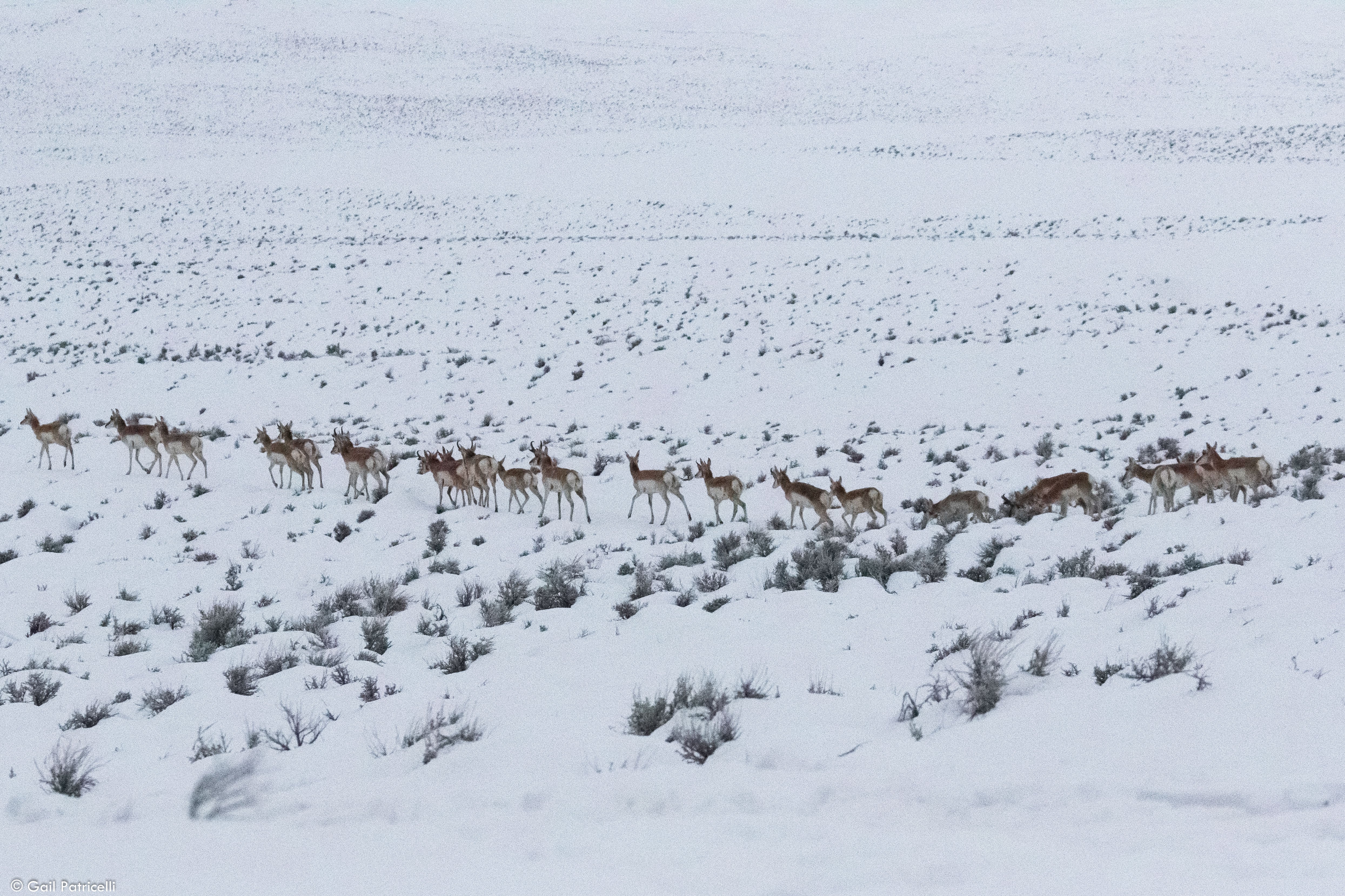 Pronghorn near camp, 2017