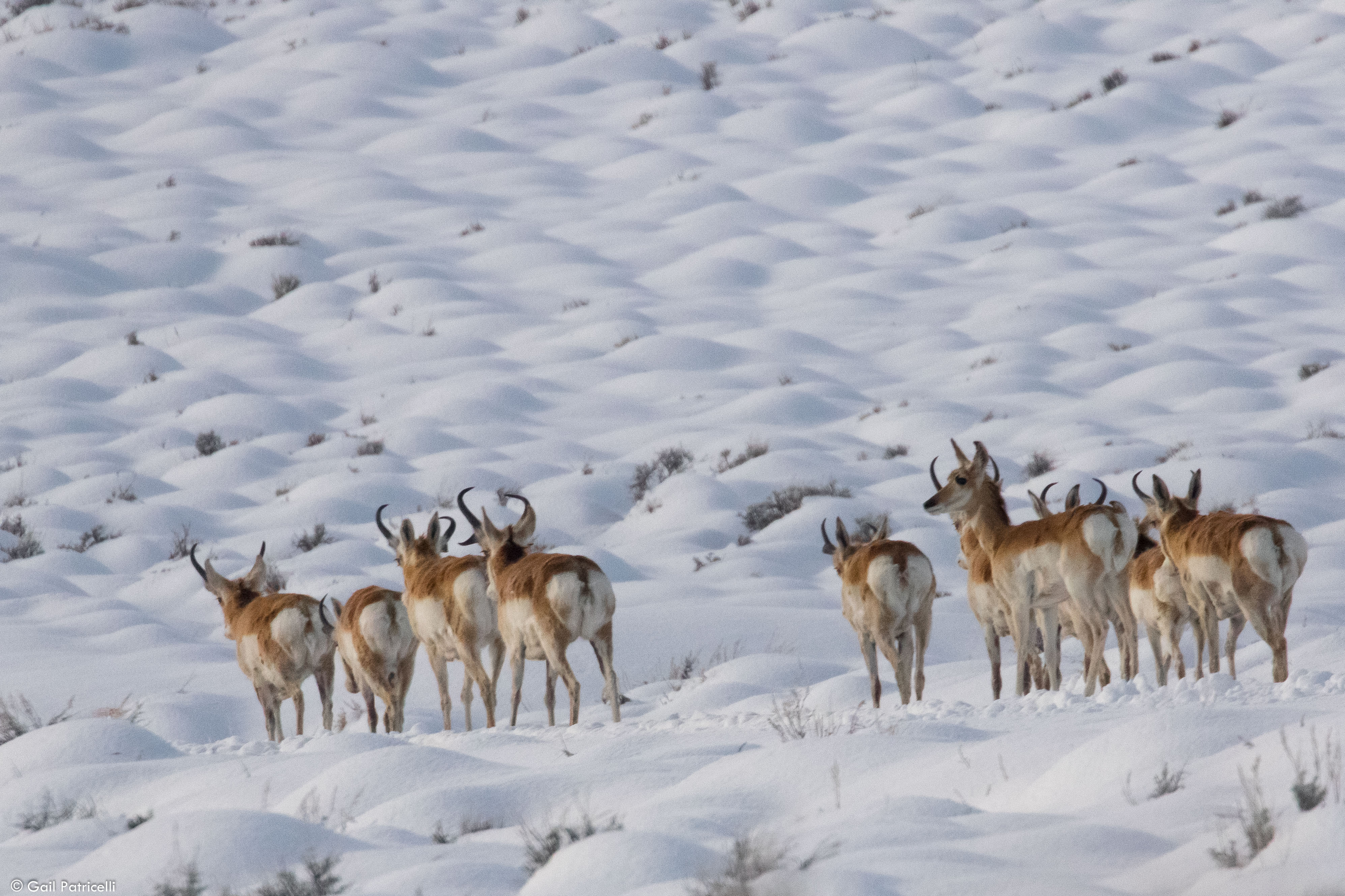 Pronghorn near camp, 2017