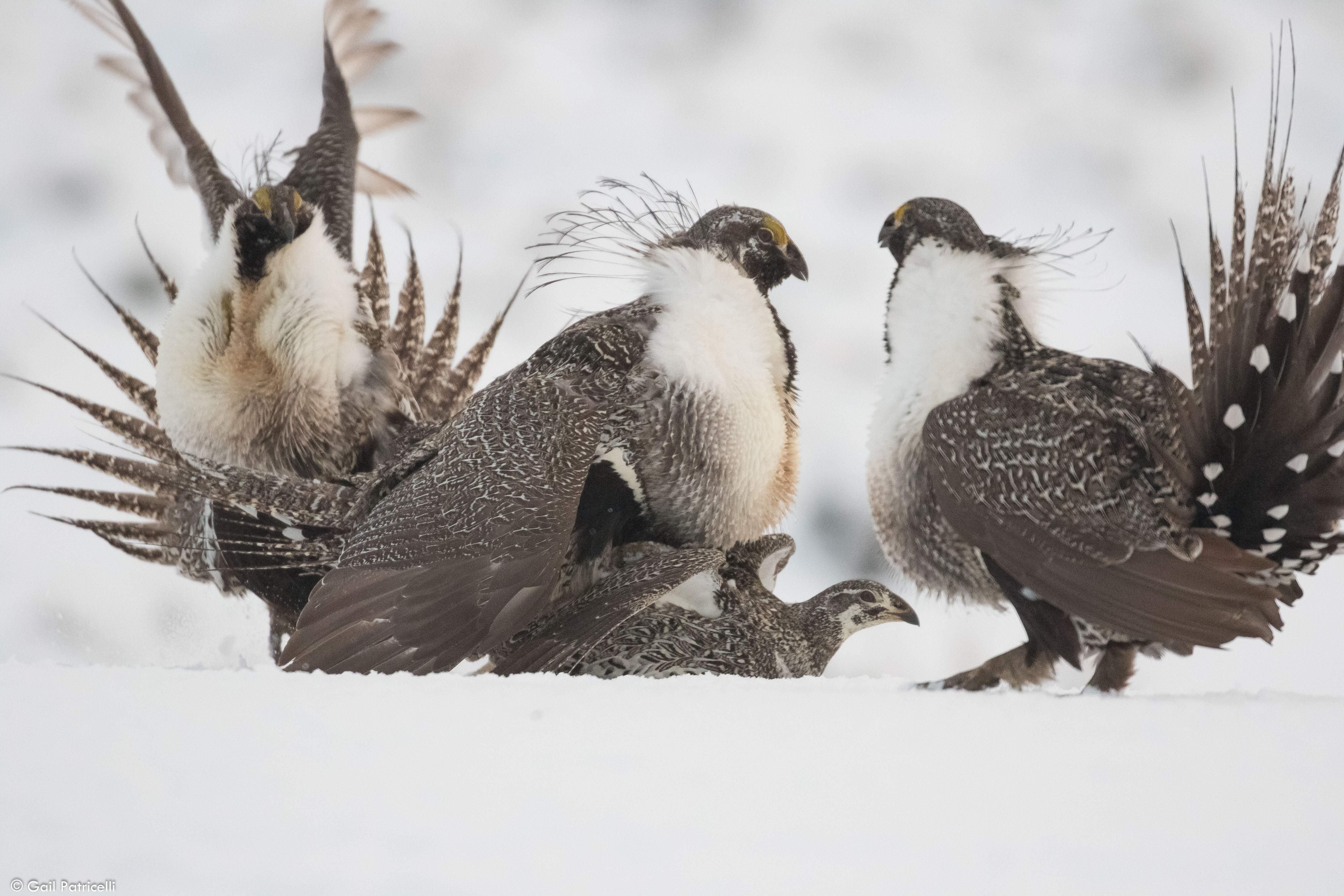 2. Mating attempt, about to be interrupted, Chugater lek 2017