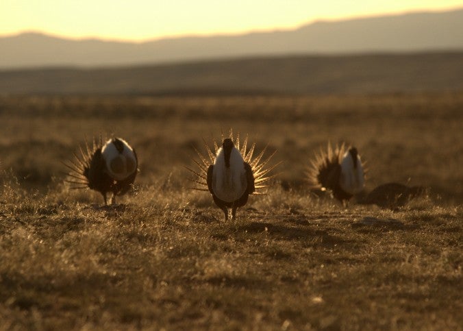 Male sage-grouse