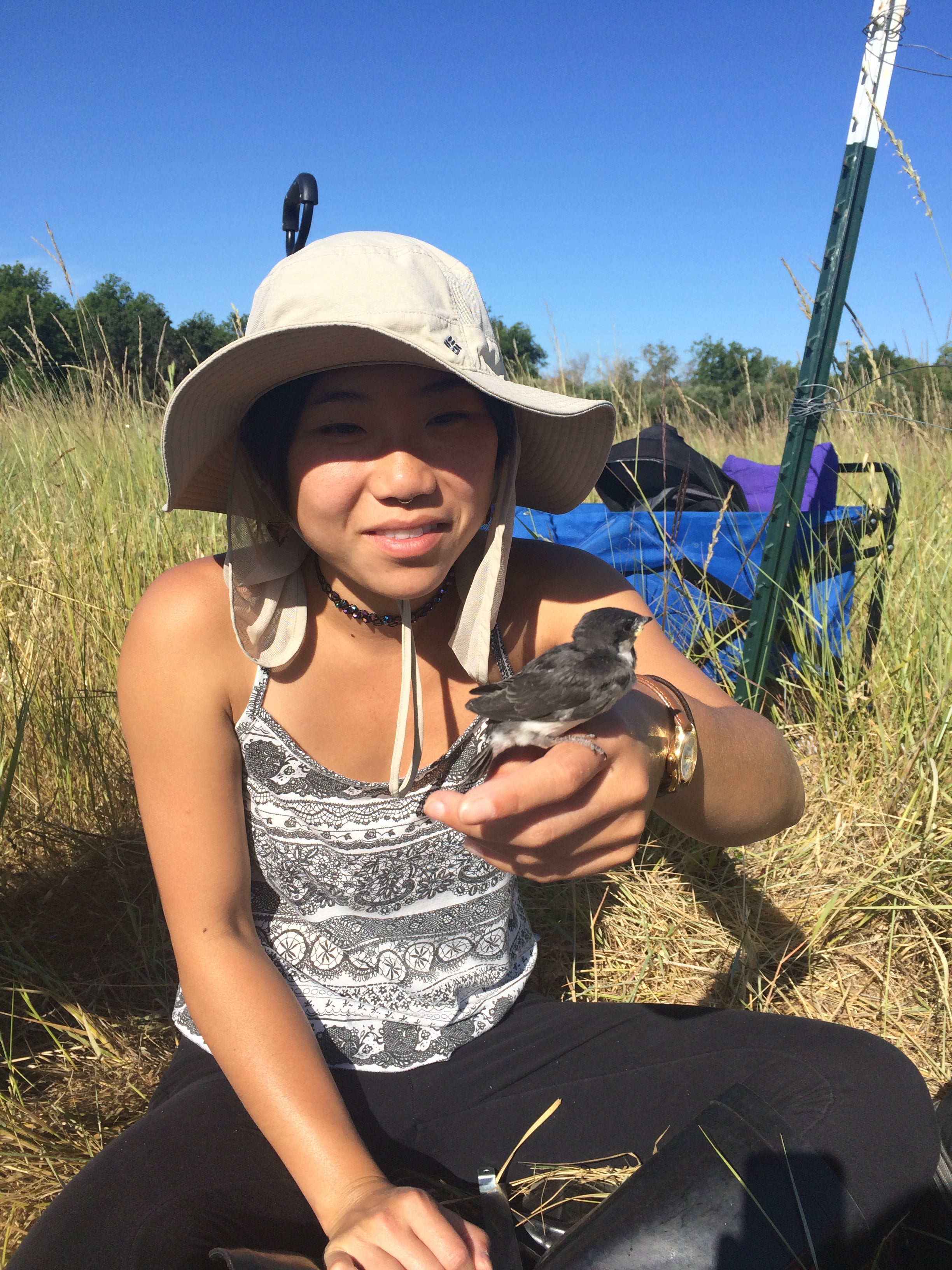 Patricelli Lab undergrad Lauren Poon working with Alli Injaian on tree swallows