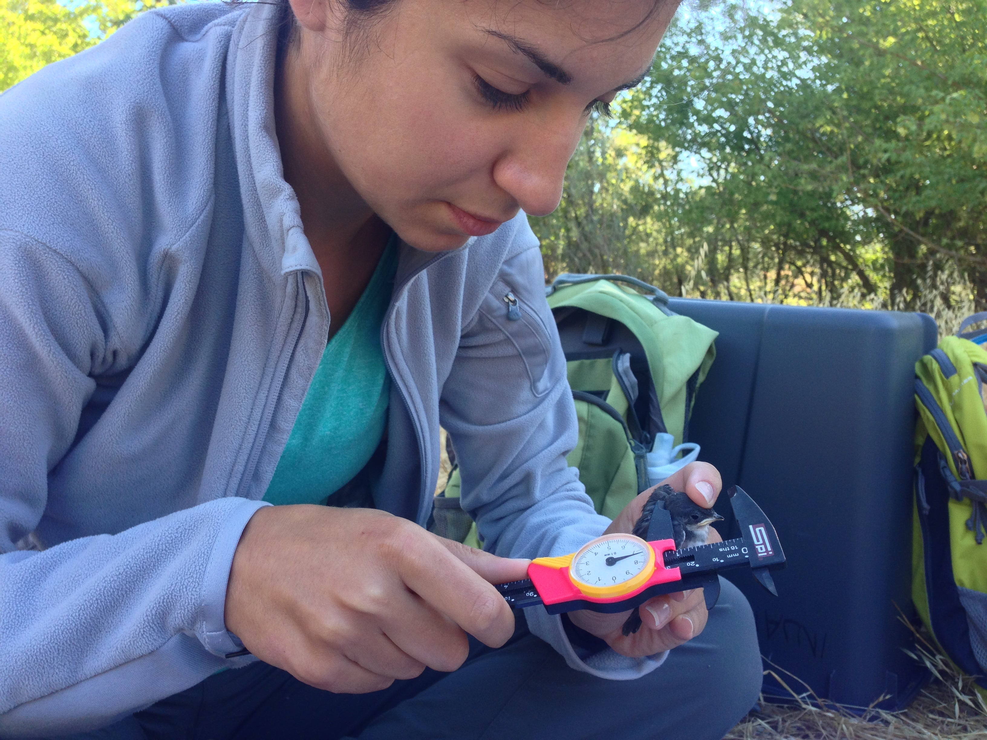 Allison Injaian's tree swallow field site near Putah Creek 2015