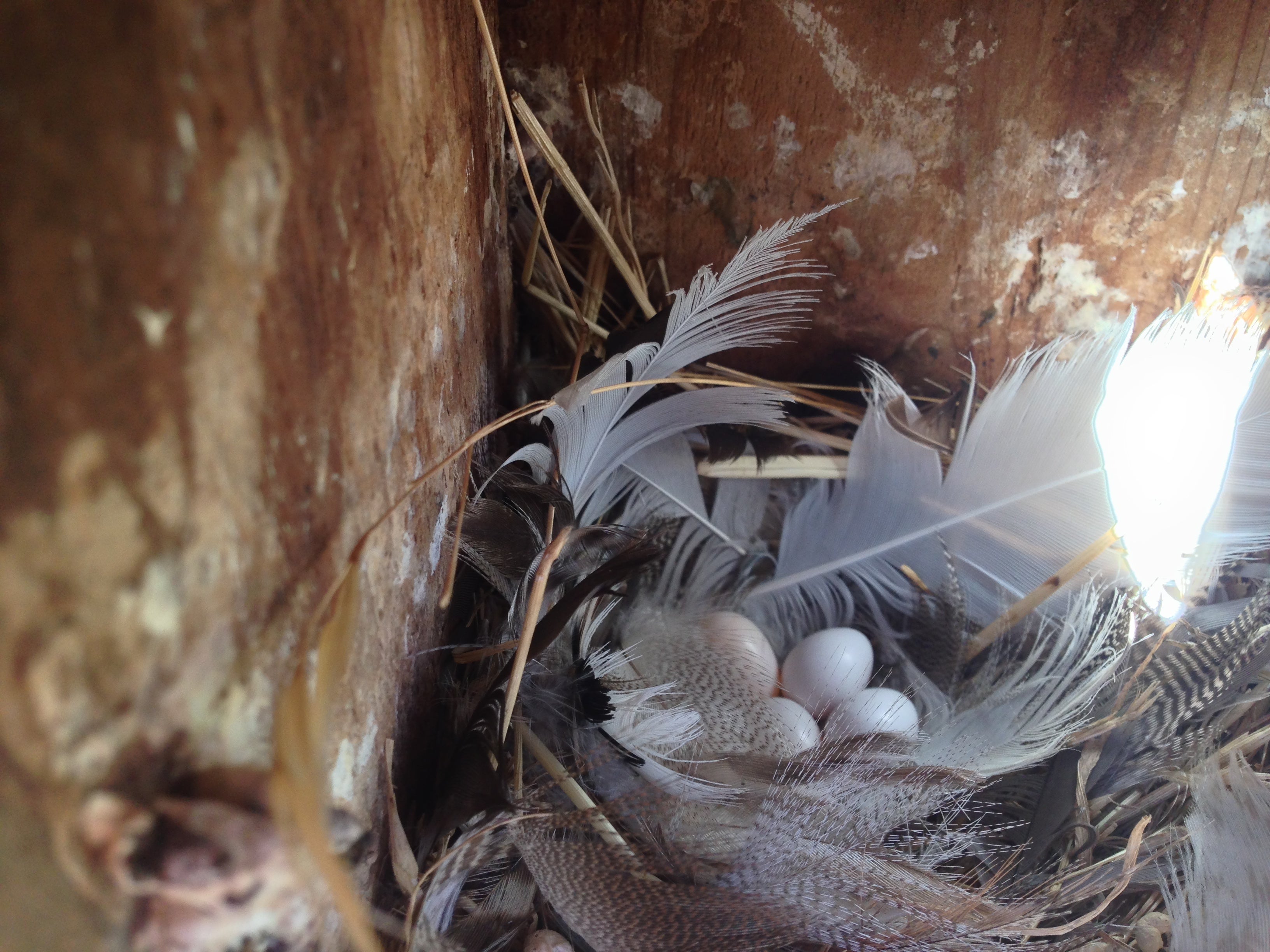 Tree swallow nest