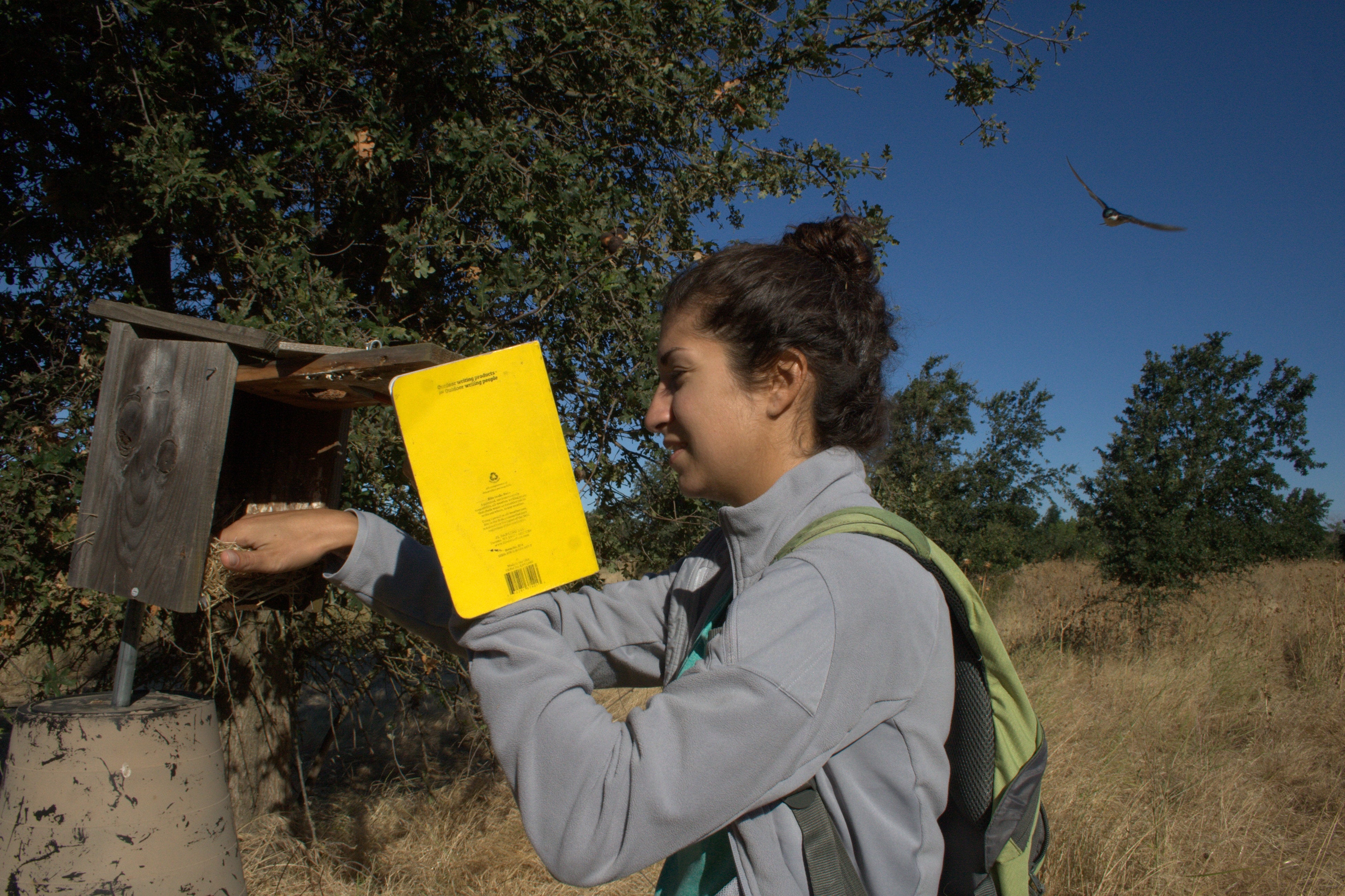 Allison Injaian's tree swallow field site near Putah Creek 2015
