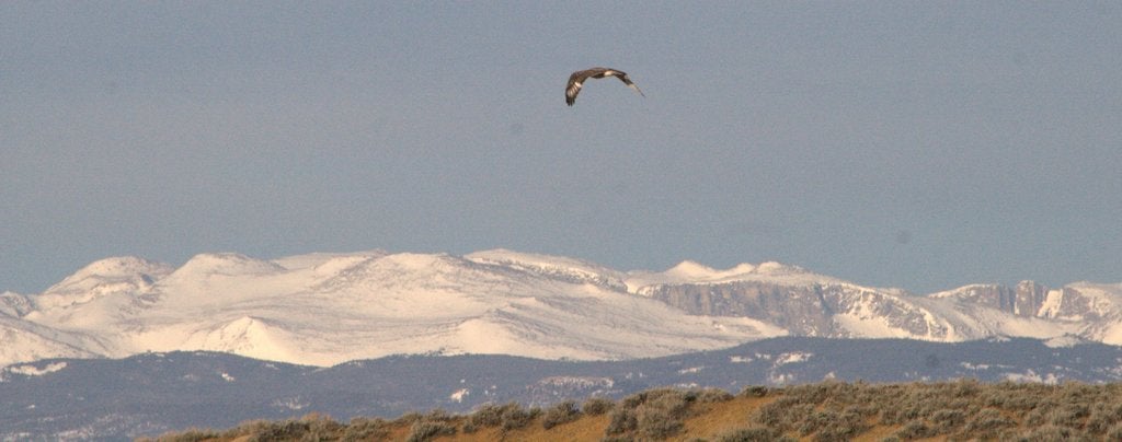 Ferruginous Hawk over Cottontail, 2014