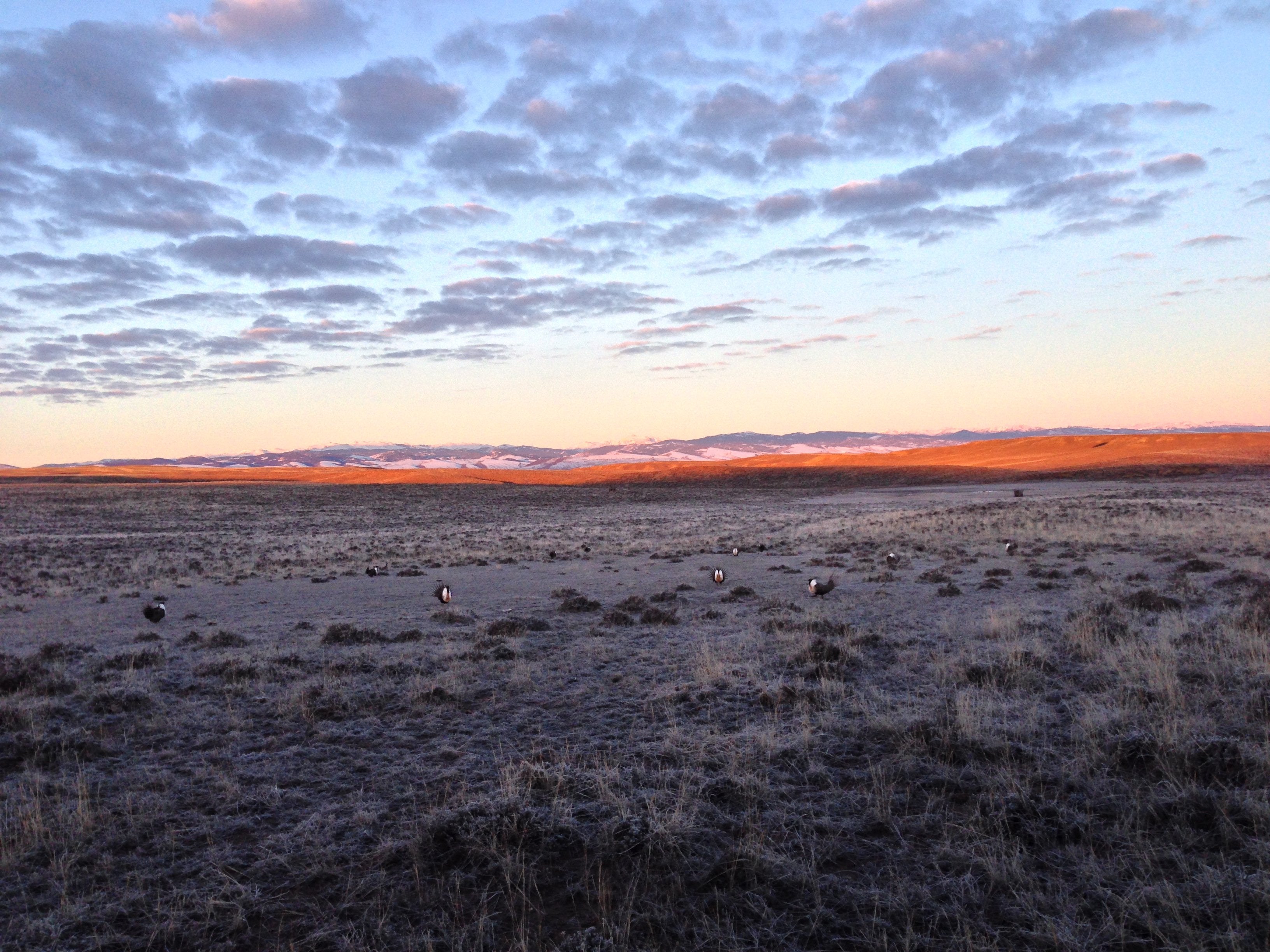 Cottontail upper lek