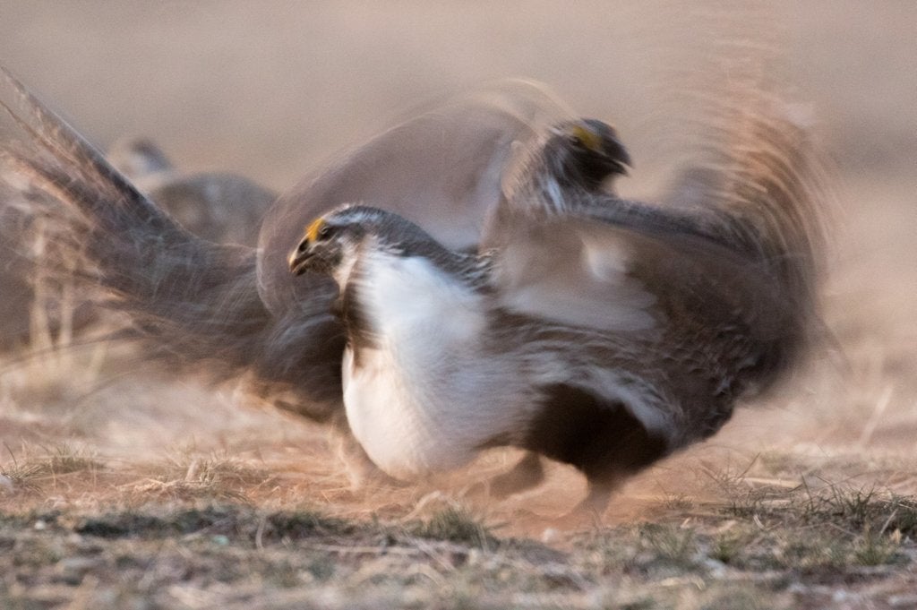 Fight on Chugwater, 2016