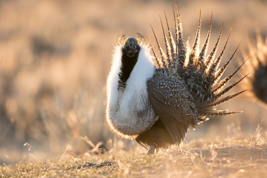 Male on Chugwater lek, 2016