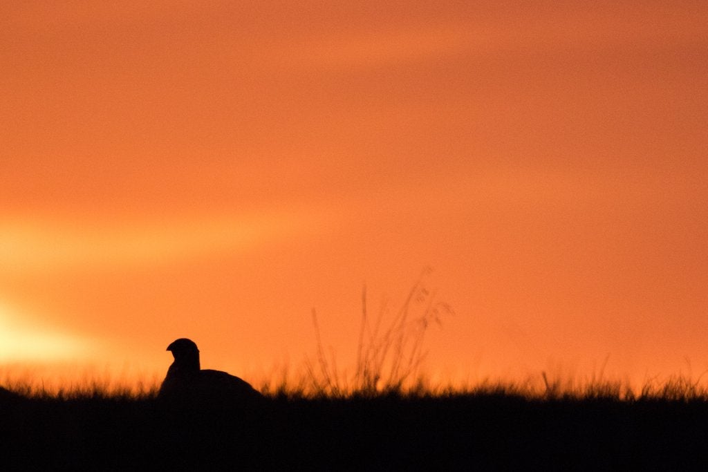 Sunrise on Chugwater, 2016