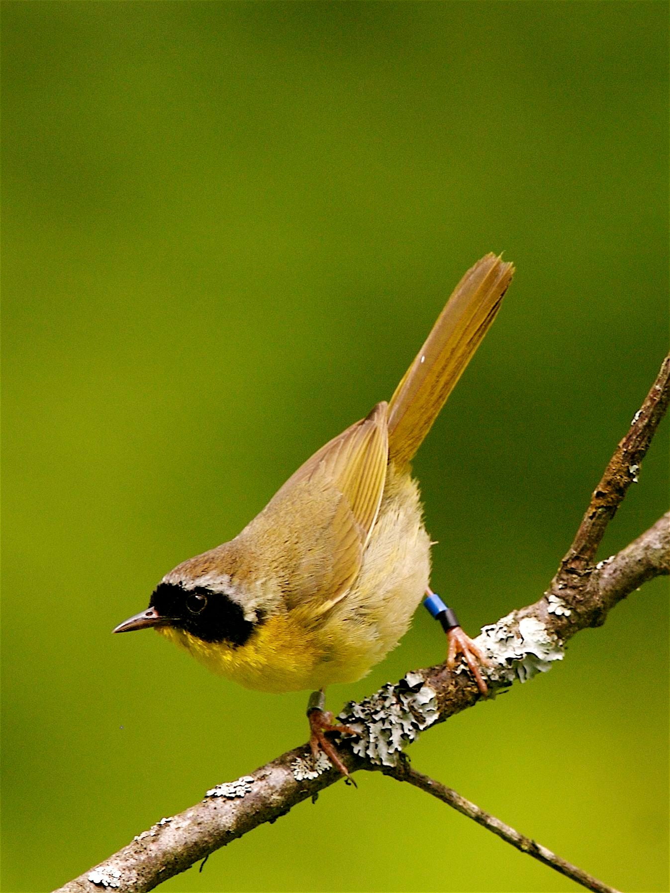 PhD student Conor Taff's research on common yellowthroats
