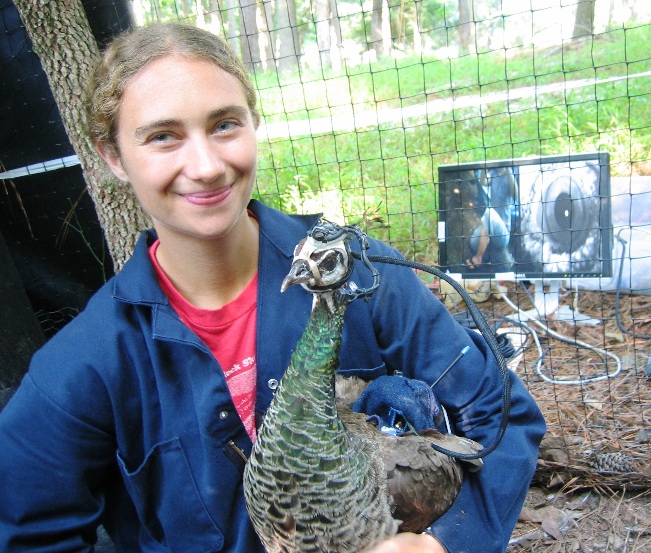 Jessica Yorzinski with her peahen eye-tracker