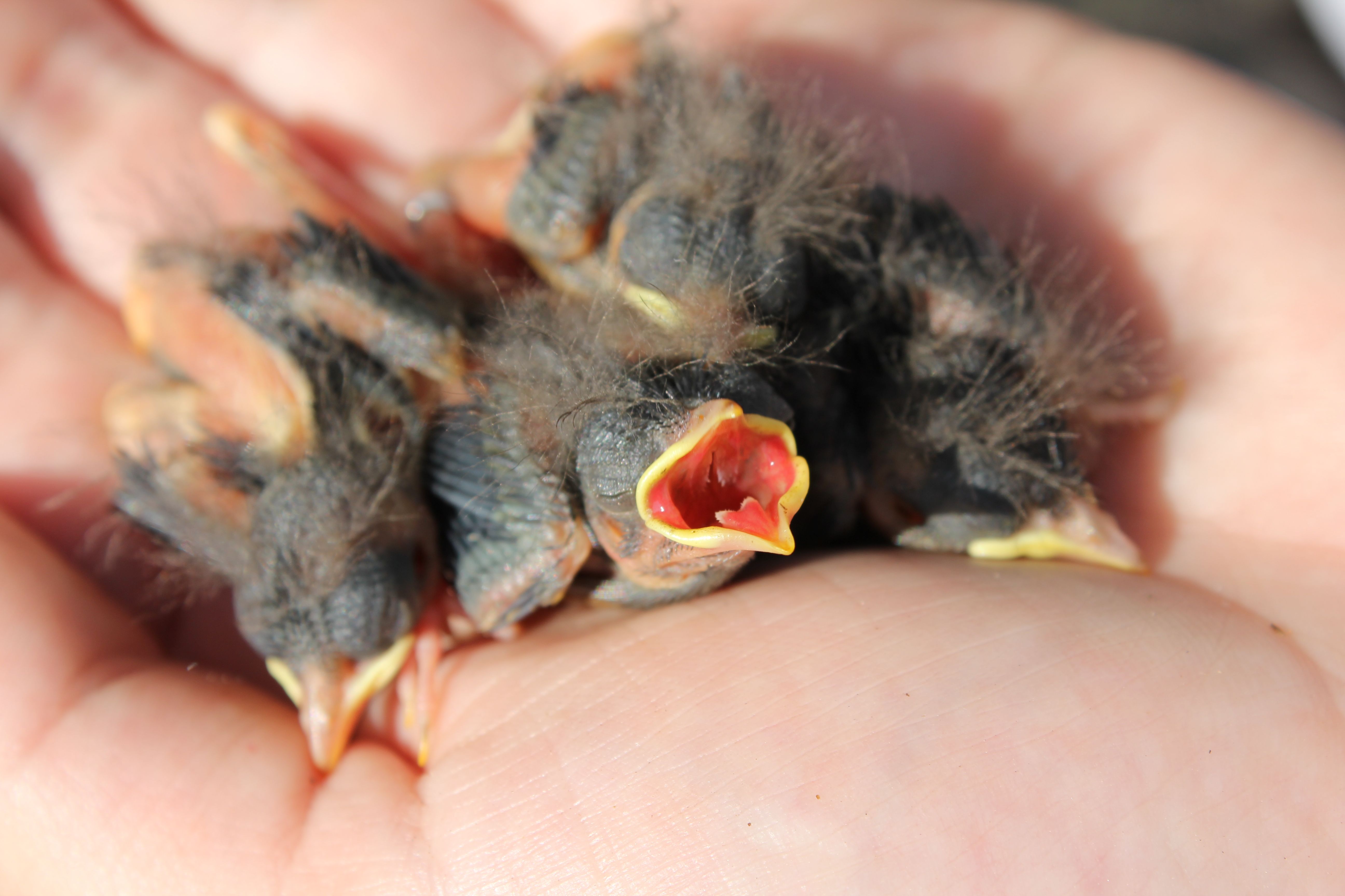 PhD student Conor Taff's research on common yellowthroats
