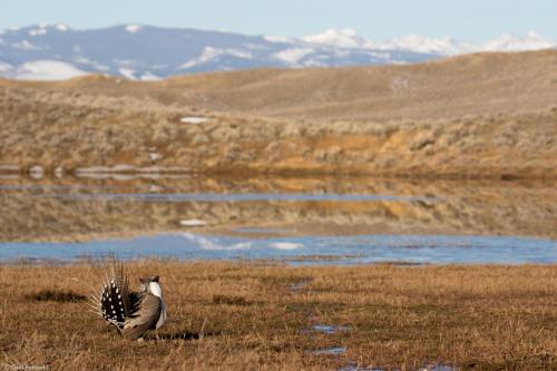 Male sage grouse displaying on a flooded lek, Wyoming 2017