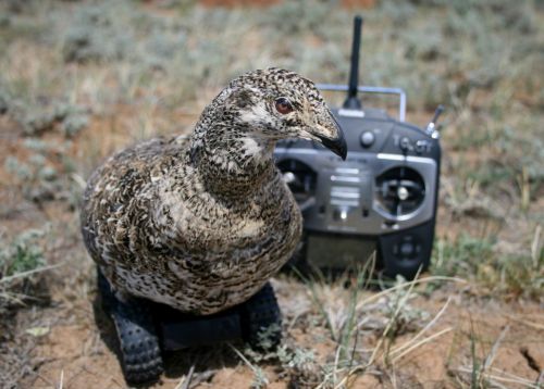 Second generation robotic female sage-grouse (named "Snooki"). Used to experimentally examine courtship displays, Wyoming 2014.