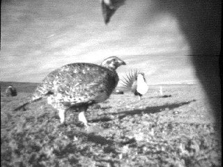 Video still from onboard fembot camera on the prototype robotic female sage-grouse, used to experimentally examine courtship displays, Wyoming 2006.