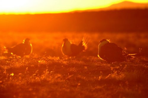Male sage-grouse displaying as the sun comes up, Wyoming 2011