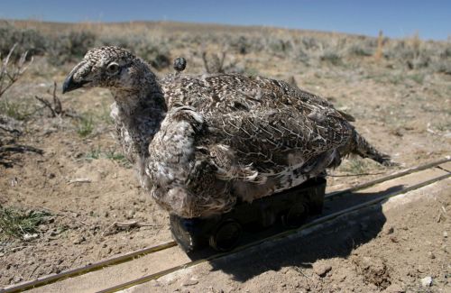 The first generation of robotic female sage-grouse, used to experimentally examine courtship displays, Wyoming 2007.