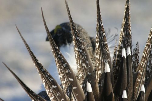 Male sage-grouse on a lek, Wyoming 2008
