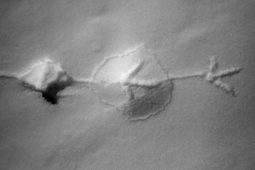 Grouse Tracks in the snow, Wyoming 2011