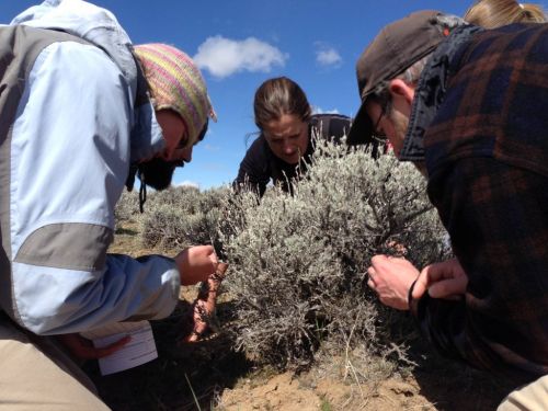 Looking for grouse bite marks on the sagebrush, Wyoming 2014