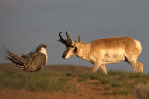 Sage-grouse and pronghorn, Wyoming 2014