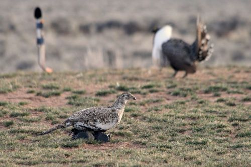 Third generation robotic female sage-grouse (Salt of Salt n' Pepa) being courted by a male sage-grouse.  Wyoming 2014.