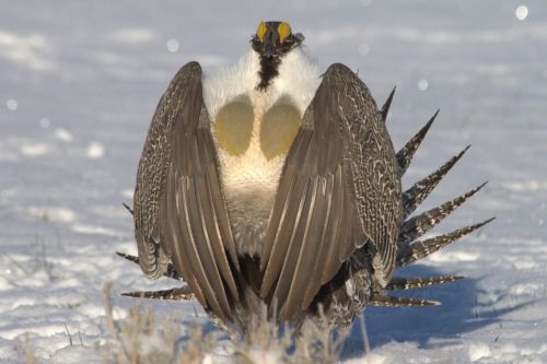 Male sage-grouse strut display on a bluebird powder day, Wyoming 2014. This shows the part of the display where males rub their wing feathers across their spiky breast feathers to make a "swish" sound.