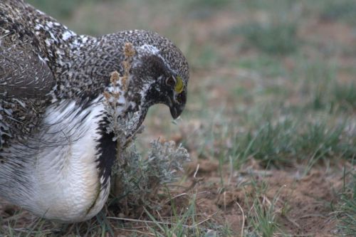 Male sage-grouse takes a snack break on the lek, Wyoming 2014