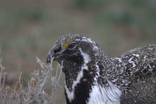 Male sage-grouse takes a snack break on the lek, Wyoming 2014