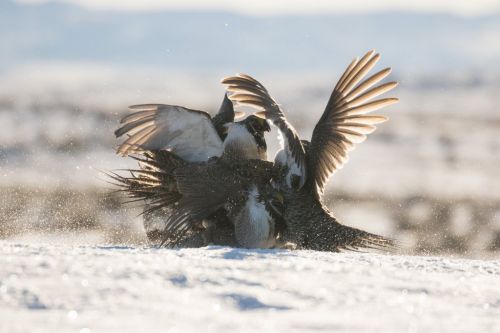 Three male sage-grouse fighting, Wyoming 2016