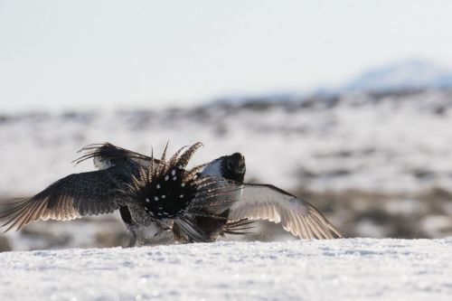 Two male sage-grouse fighting, Wyoming 2016