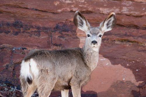 Mule deer fawn, Wyoming 2016