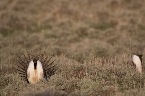 Male sage-grouse strutting on a sagebrush covered lek, Wyoming 2016