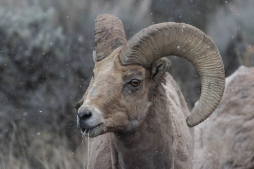 Bighorn sheep, near Dubois Wyoming 2016