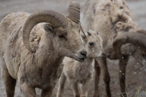 Bighorn sheep, near Dubois Wyoming 2016
