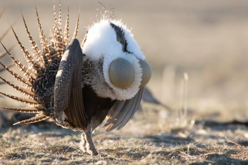 Male sage-grouse displaying on a sunny morning, Wyoming 2016
