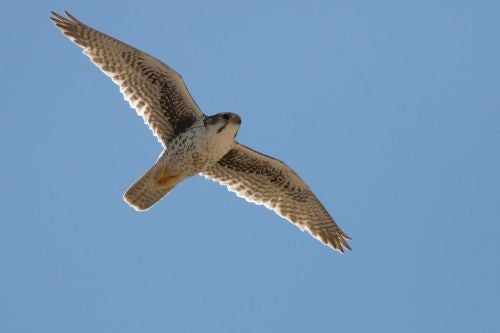 Prairie falcon, Wyoming 2016