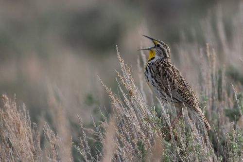 Western Meadowlark, Wyoming 2016