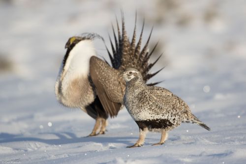 Female sage-grouse checking out a displaying male on the lek, Wyoming 2017