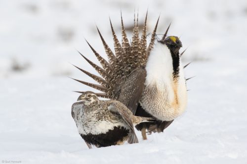 Greater Sage-grouse Photos