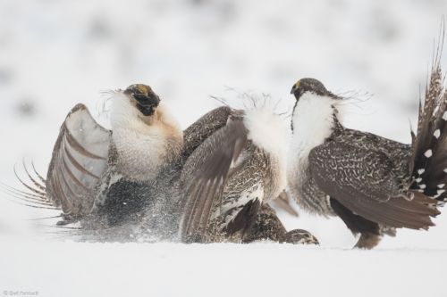 Image 3/3: Male copulating with female is attacked from his neighbor from behind, Wyoming 2017
