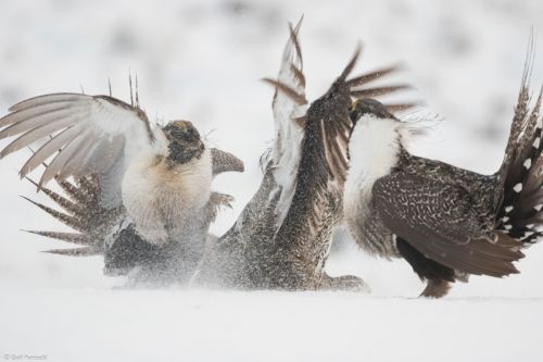 Image 2/3: Male copulating with female is attacked from his neighbor from behind, Wyoming 2017