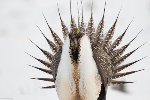 Male sage-grouse getting ready to strut on the lek, Wyoming 2017