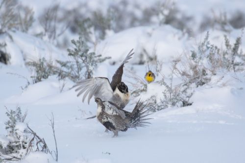 Two males fighting, Western meadowlark watching, Wyoming 2017