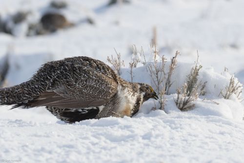 Male takes a snack break on the lek, Wyoming 2017